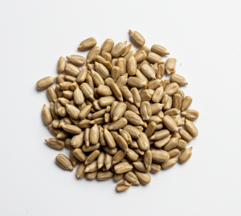 Sunflower Seed